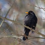 Amsel Männchen