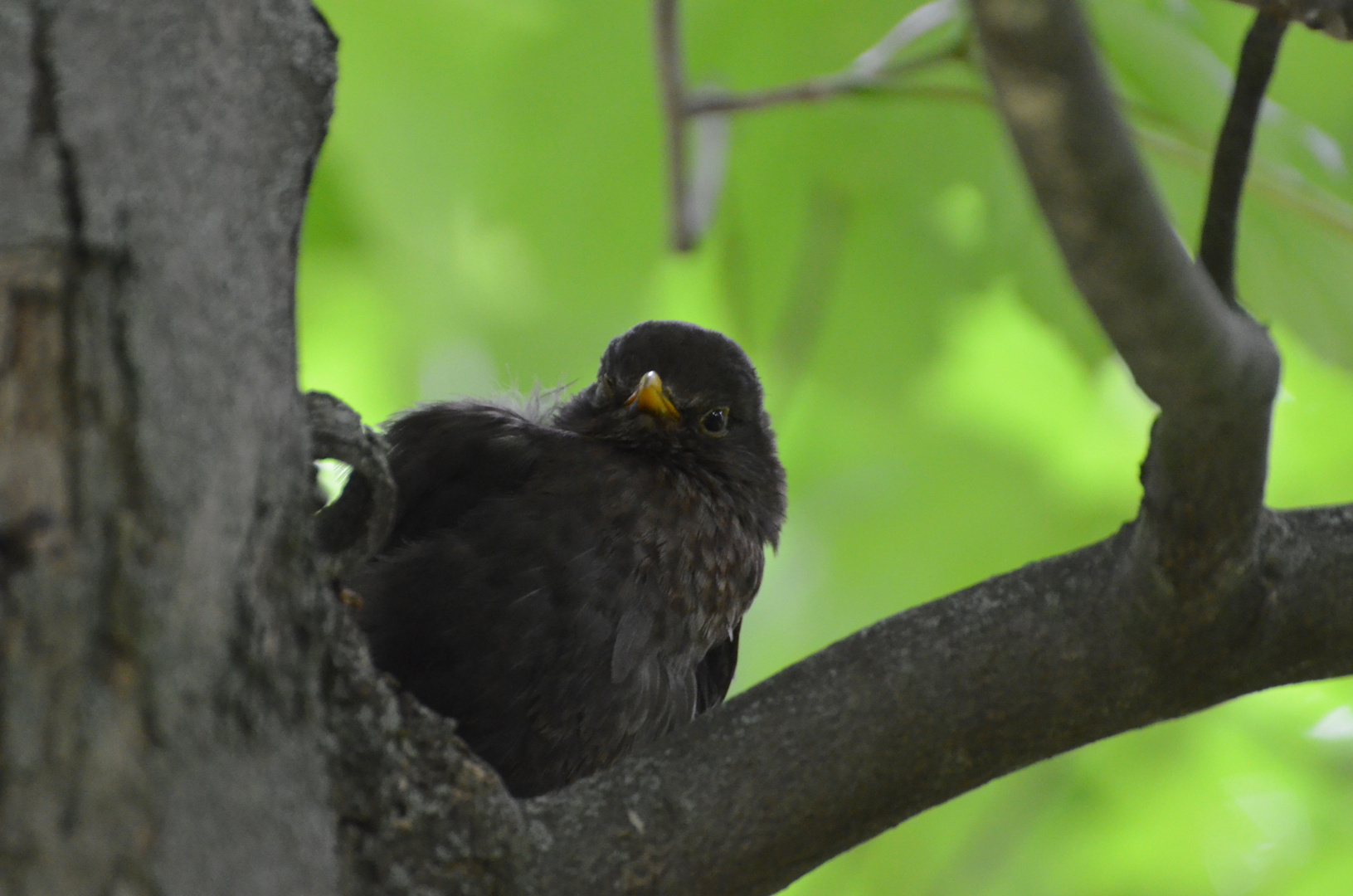 Amsel-männchen am Schlafplatz