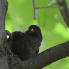 Amsel-männchen am Schlafplatz