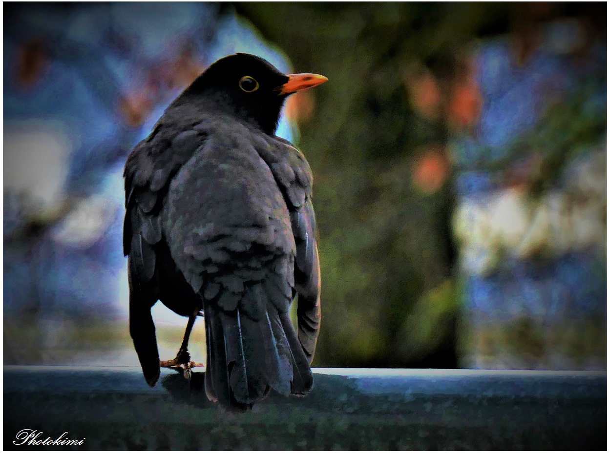 Amsel Männchen auf dem Balkon-Geländer 