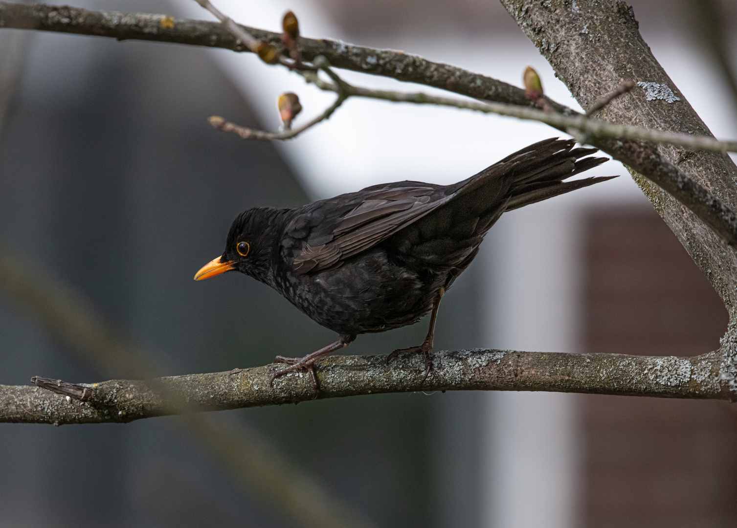    Amsel   (Männchen)