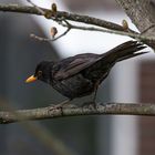    Amsel   (Männchen)