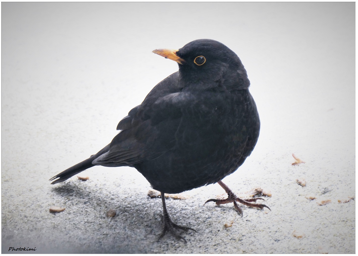 Amsel Männchen