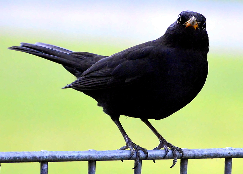 Amsel Männchen 