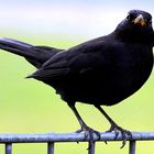 Amsel Männchen 