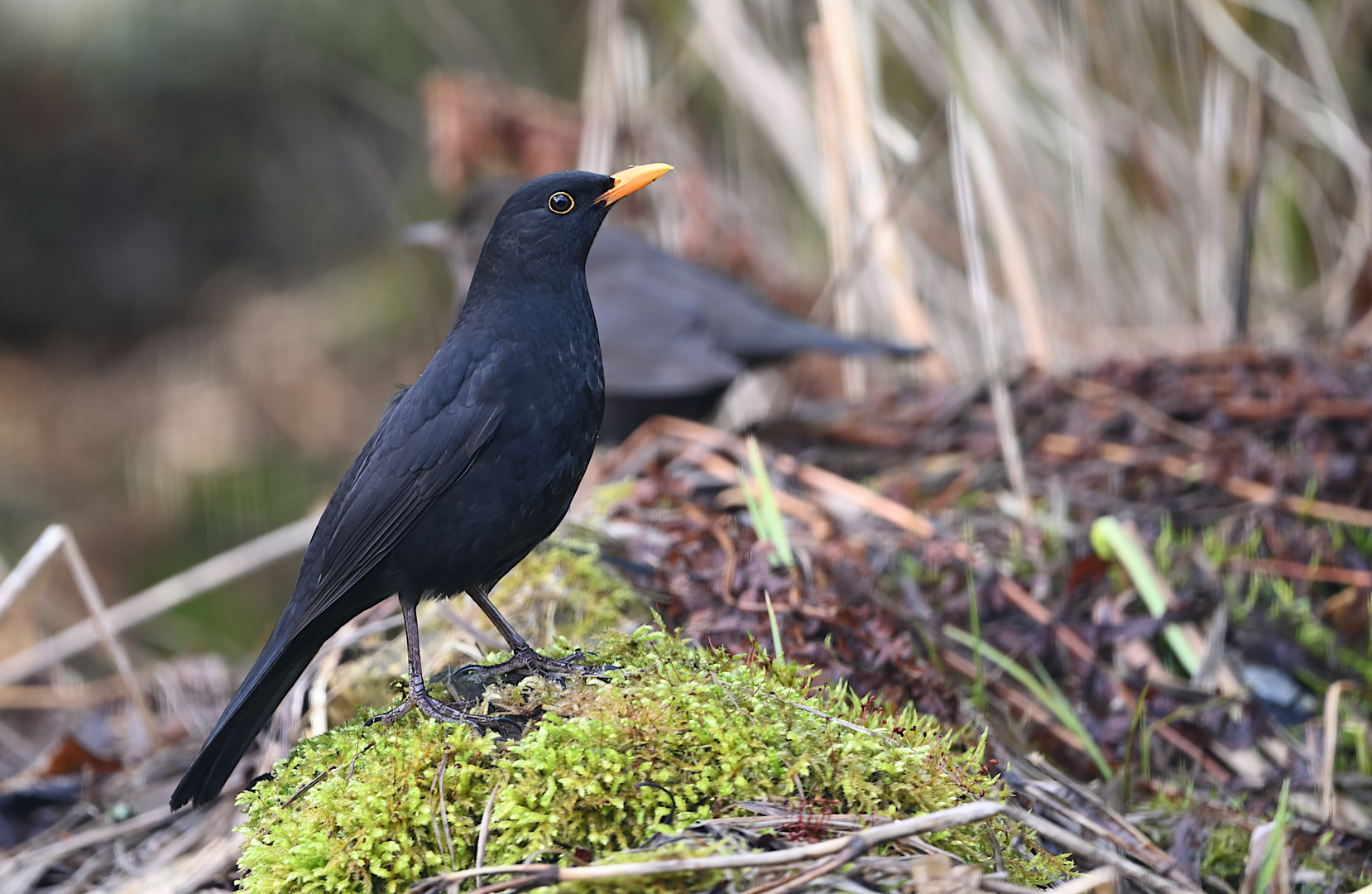 Amsel (Männchen)