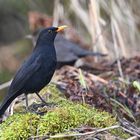 Amsel (Männchen)