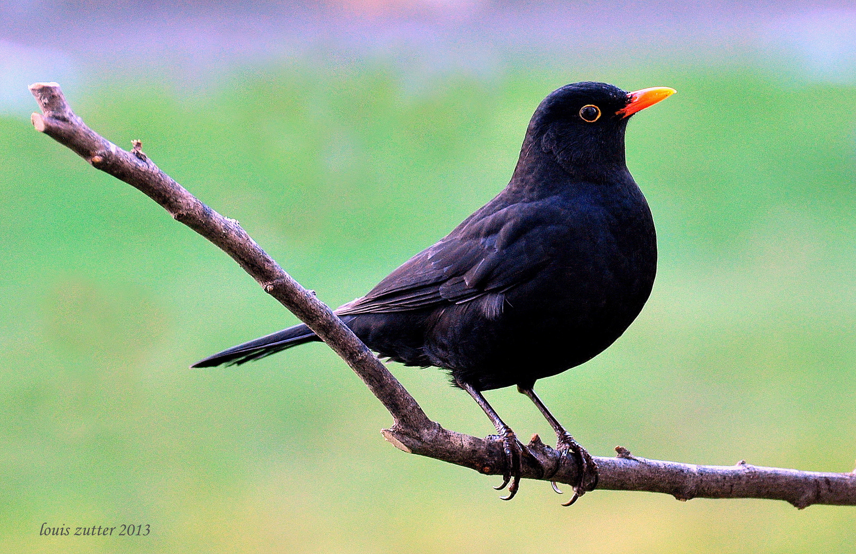 Amsel Männchen