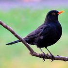 Amsel Männchen