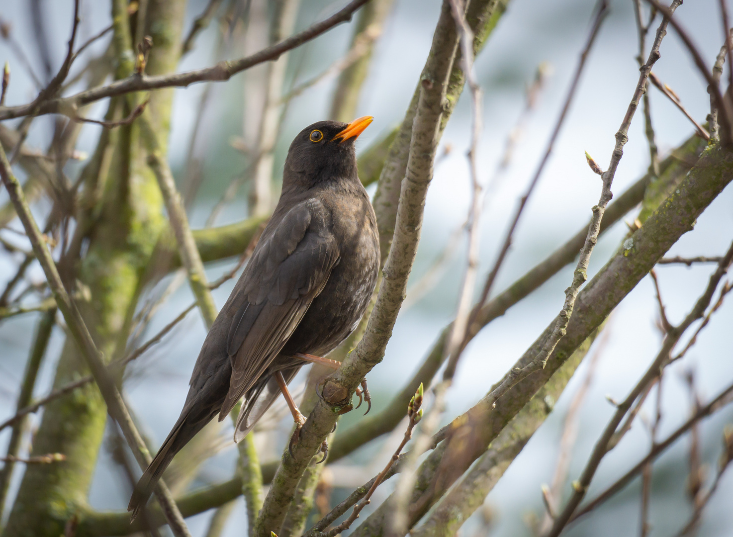 Amsel Männchen