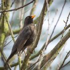 Amsel Männchen