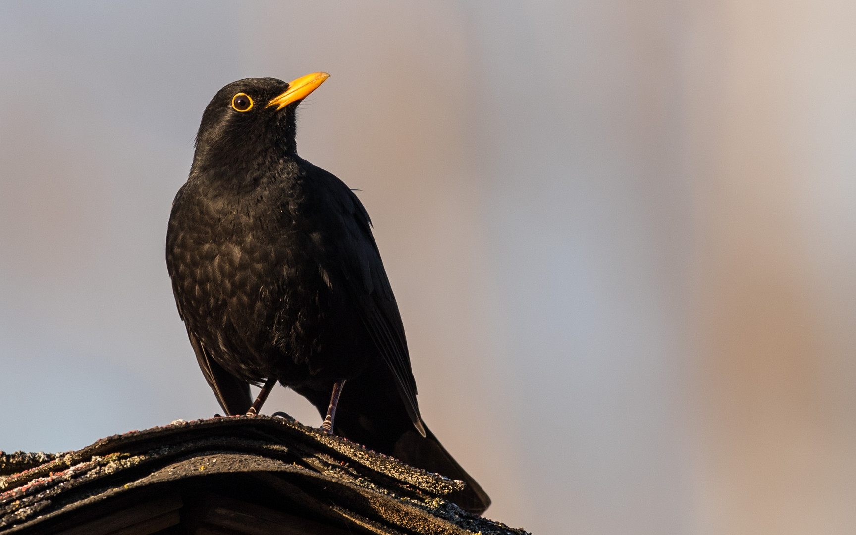 Amsel Männchen