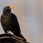 Amsel Männchen