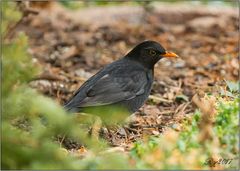 Amsel - Männchen