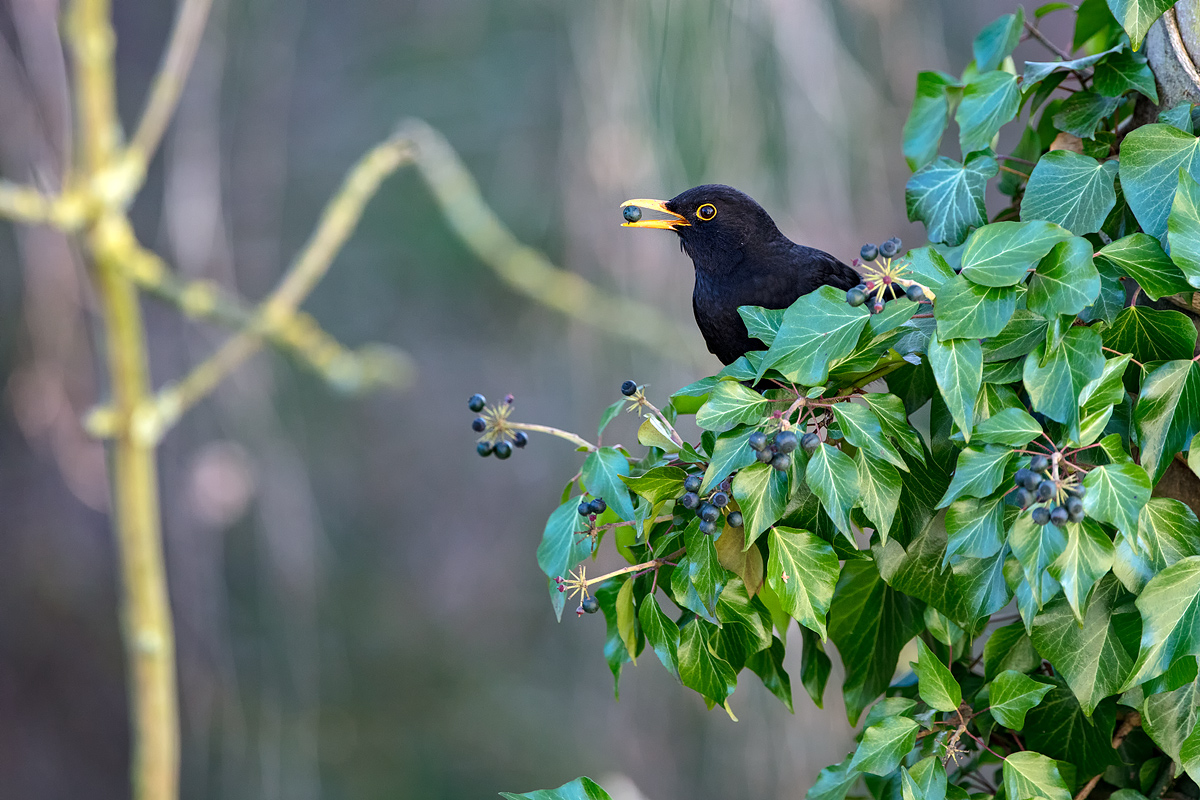 Amsel-Männchen im Beerenbaum