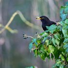 Amsel-Männchen im Beerenbaum