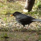 Amsel-Männchen (Turdus merula) am Futterplatz