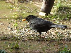 Amsel-Männchen (Turdus merula) am Futterplatz