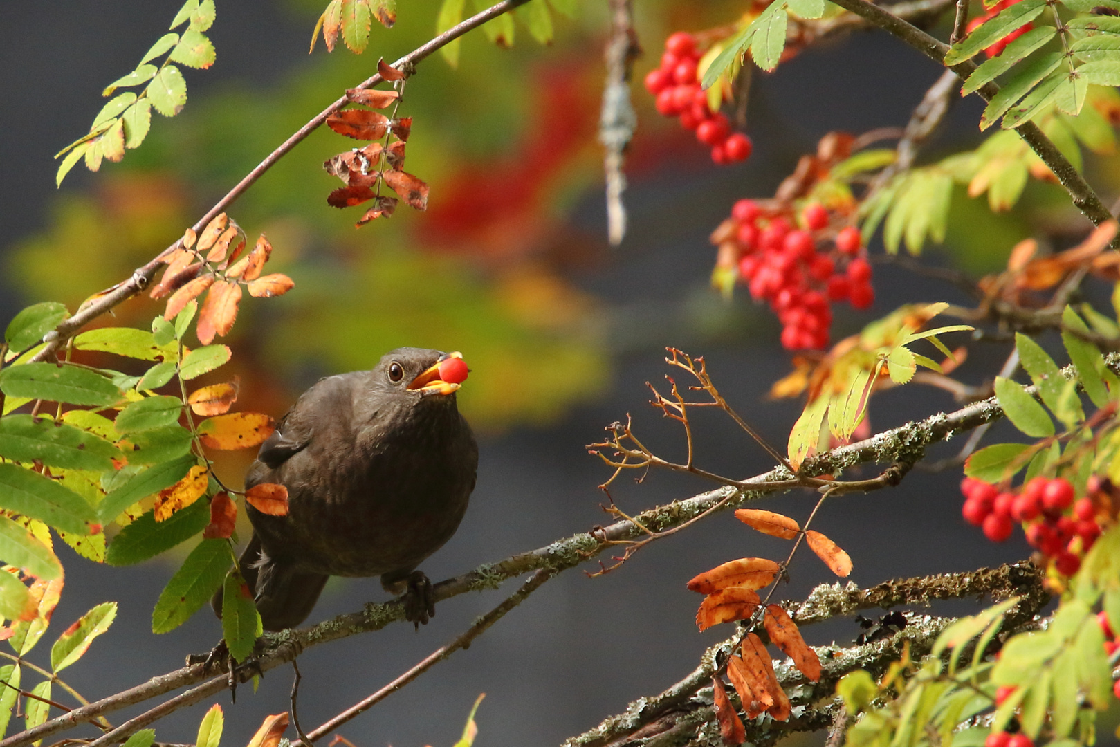 Amsel Männchen (Turdus merula) am gedeckten Tisch