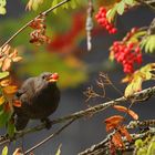 Amsel Männchen (Turdus merula) am gedeckten Tisch