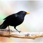 - Amsel Männchen - ( Turdus merula )