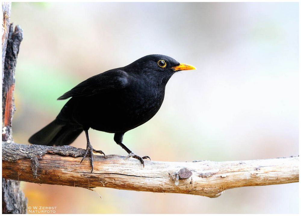 - Amsel Männchen - ( Turdus merula )