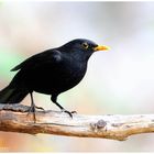 - Amsel Männchen - ( Turdus merula )