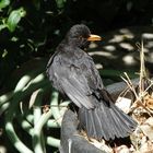 Amsel-Männchen (Turdus merula) in Warteposition