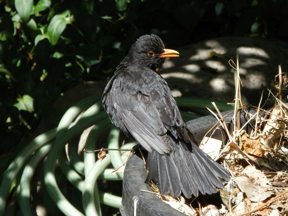 Amsel-Männchen (Turdus merula) in Warteposition