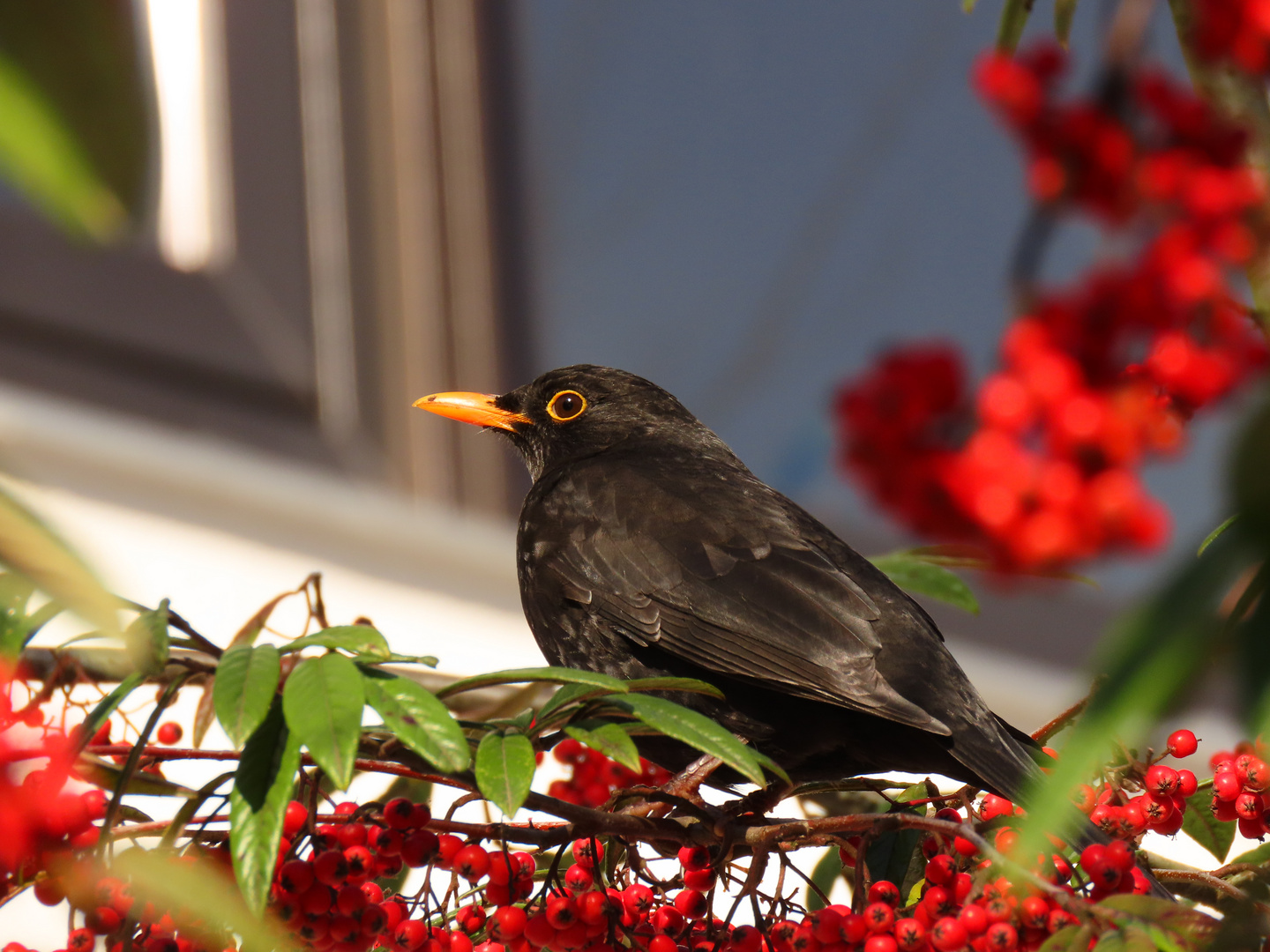 Amsel-Männchen und seine Nahrung