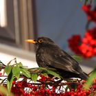 Amsel-Männchen und seine Nahrung