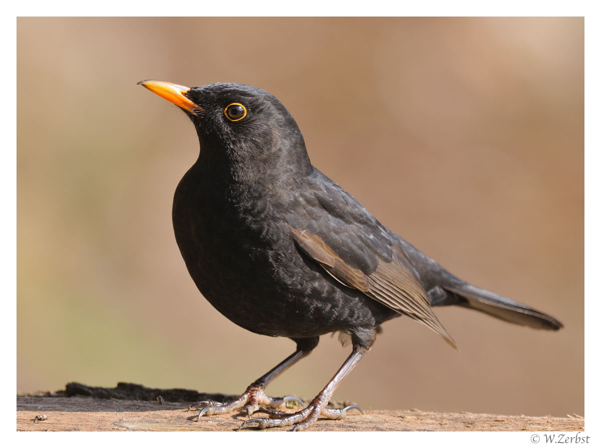 - Amsel männl.-