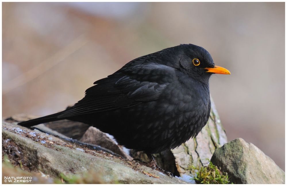 - Amsel männl. - ( Turdus merula )