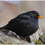 - Amsel männl. - ( Turdus merula )