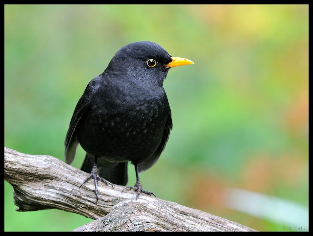 - Amsel männl. - ( Turdus merula )