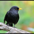 - Amsel männl. - ( Turdus merula )