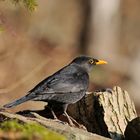 - Amsel männl. - ( Turdus merula )