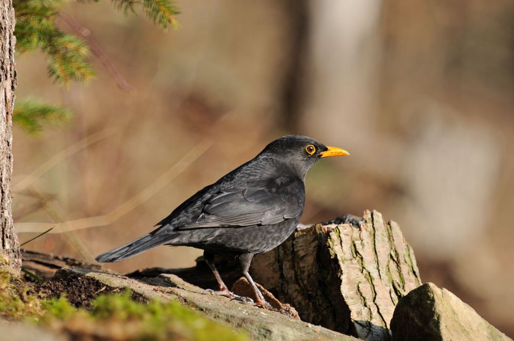 - Amsel männl. - ( Turdus merula )