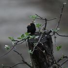 Amsel männlich 11.04.2024