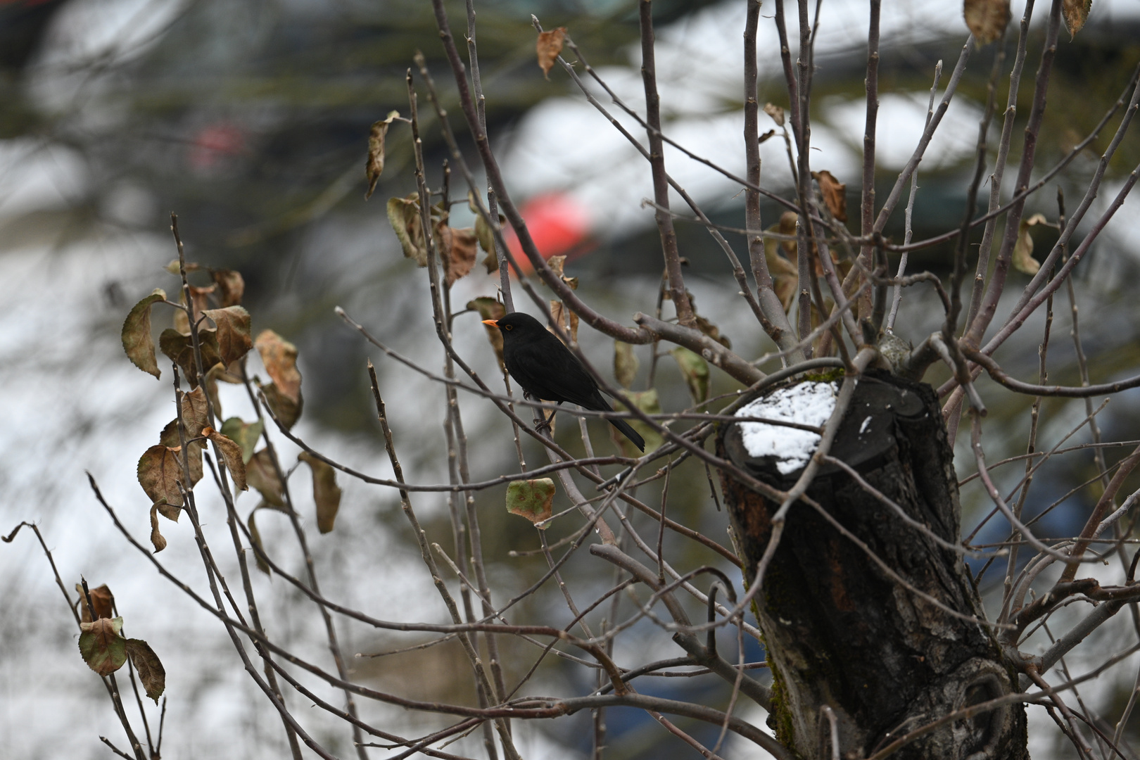 Amsel männlich 17.01.2024