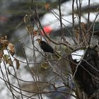 Amsel männlich 17.01.2024