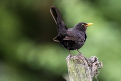 Amsel Männlich