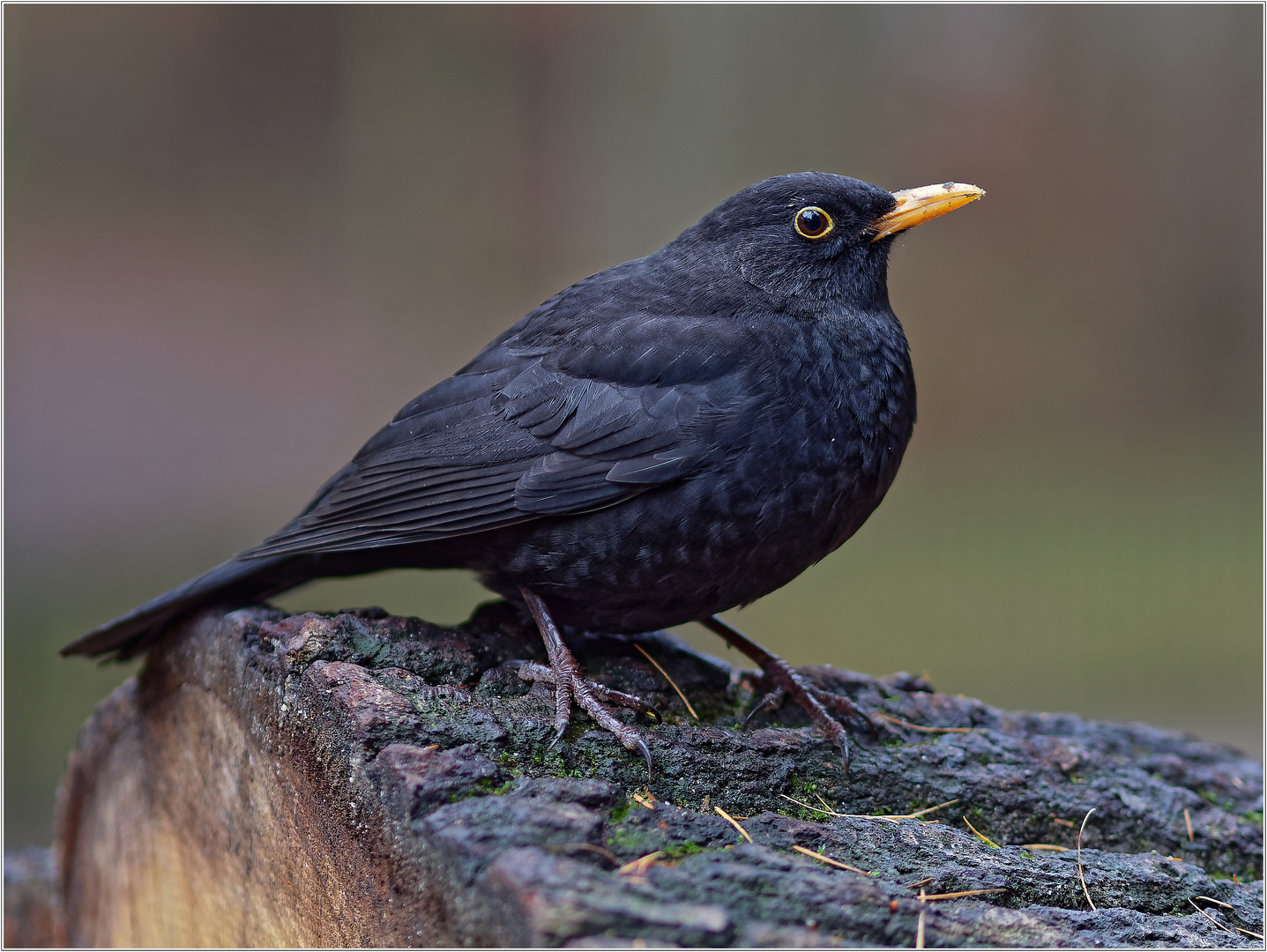 Amsel männlich....