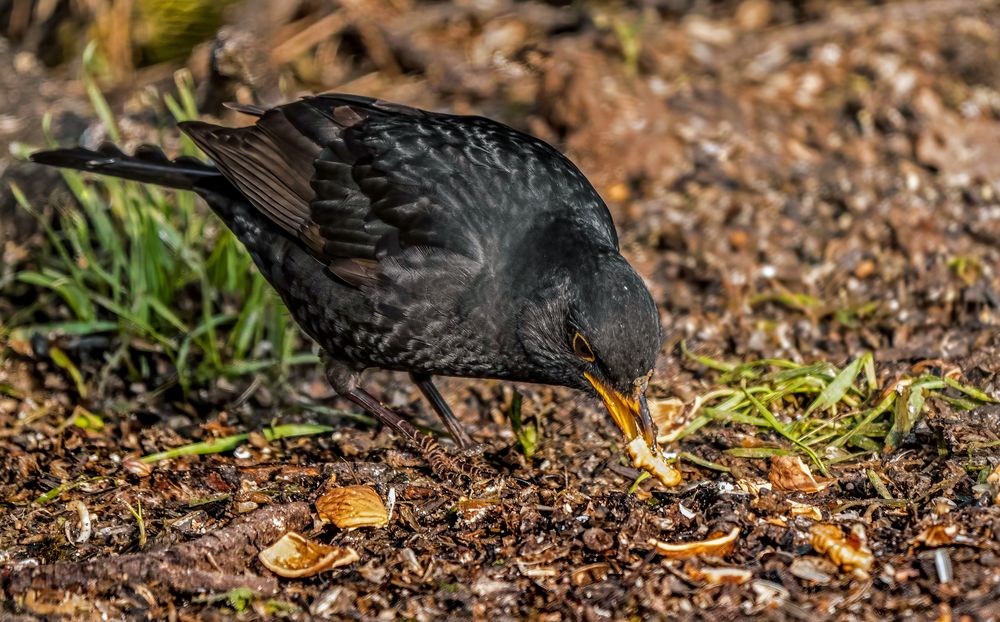 "AMSEL, männlich"