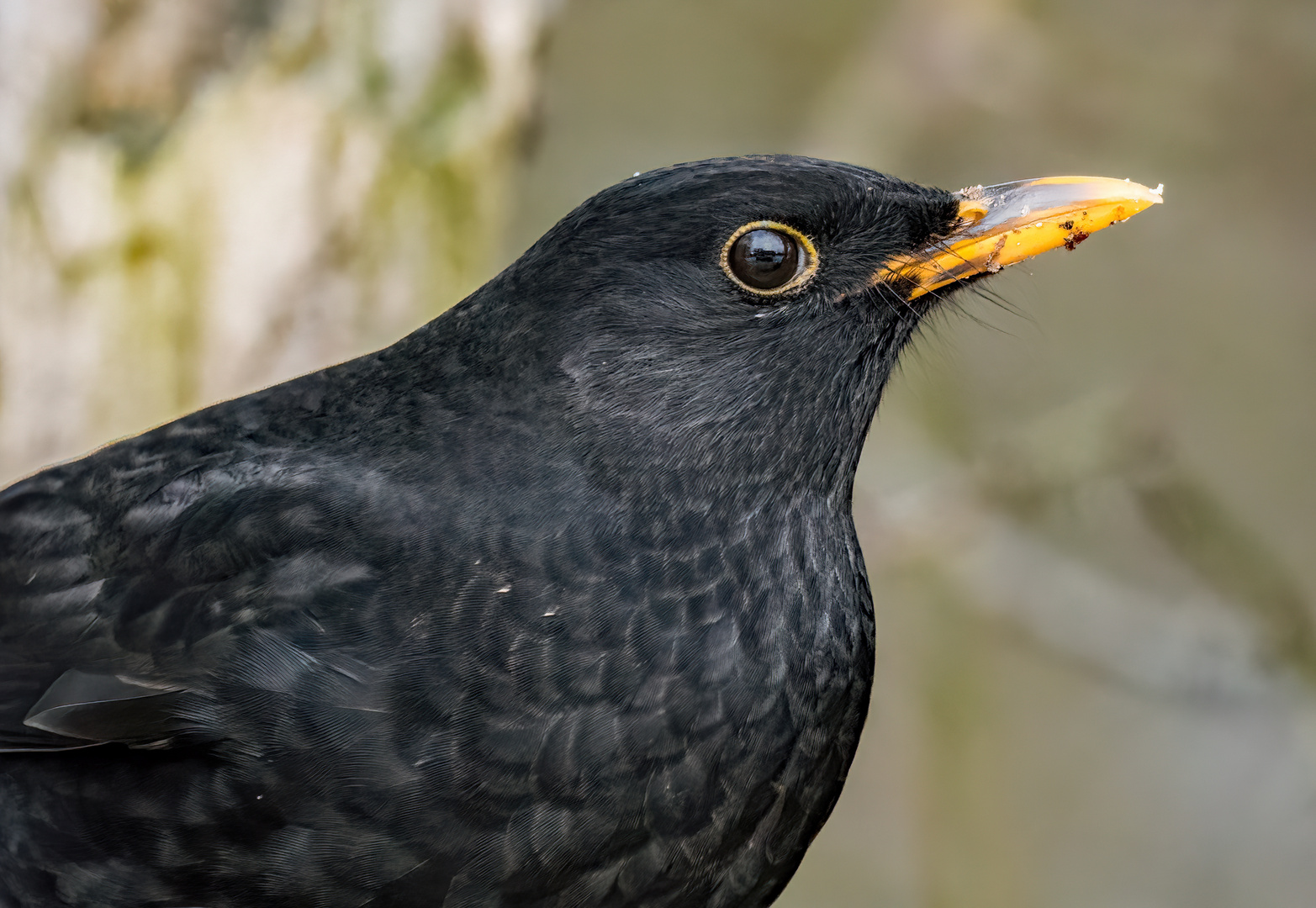 "Amsel", männlich