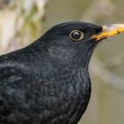 "Amsel", männlich