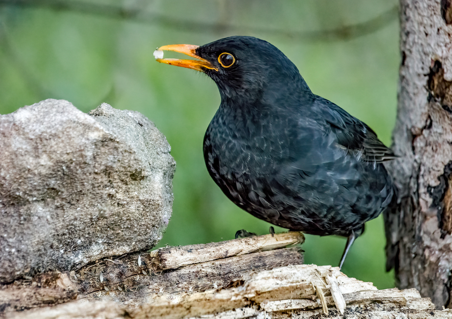 Amsel, männlich (ISO 8000)