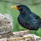 Amsel, männlich (ISO 8000)