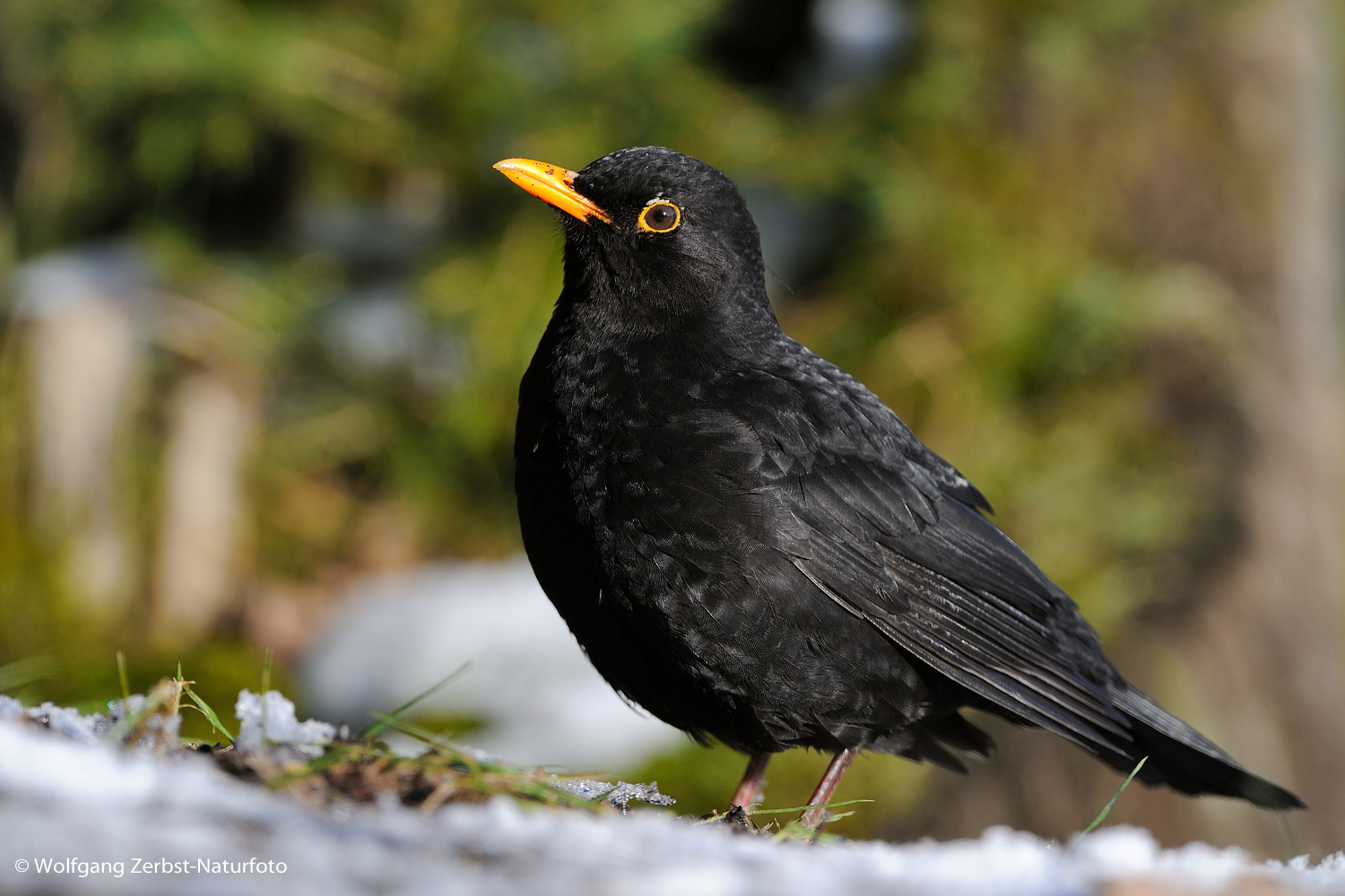 ---  Amsel männlich ----    (Turnus merula )