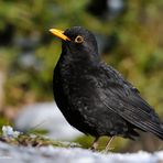 ---  Amsel männlich ----    (Turnus merula )